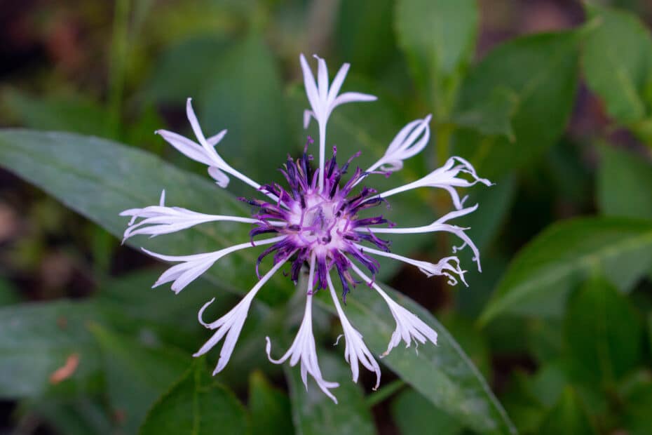 A close-up of a purple and white fringed flower with thin petals, surrounded by green leaves and blurred greenery in the background.