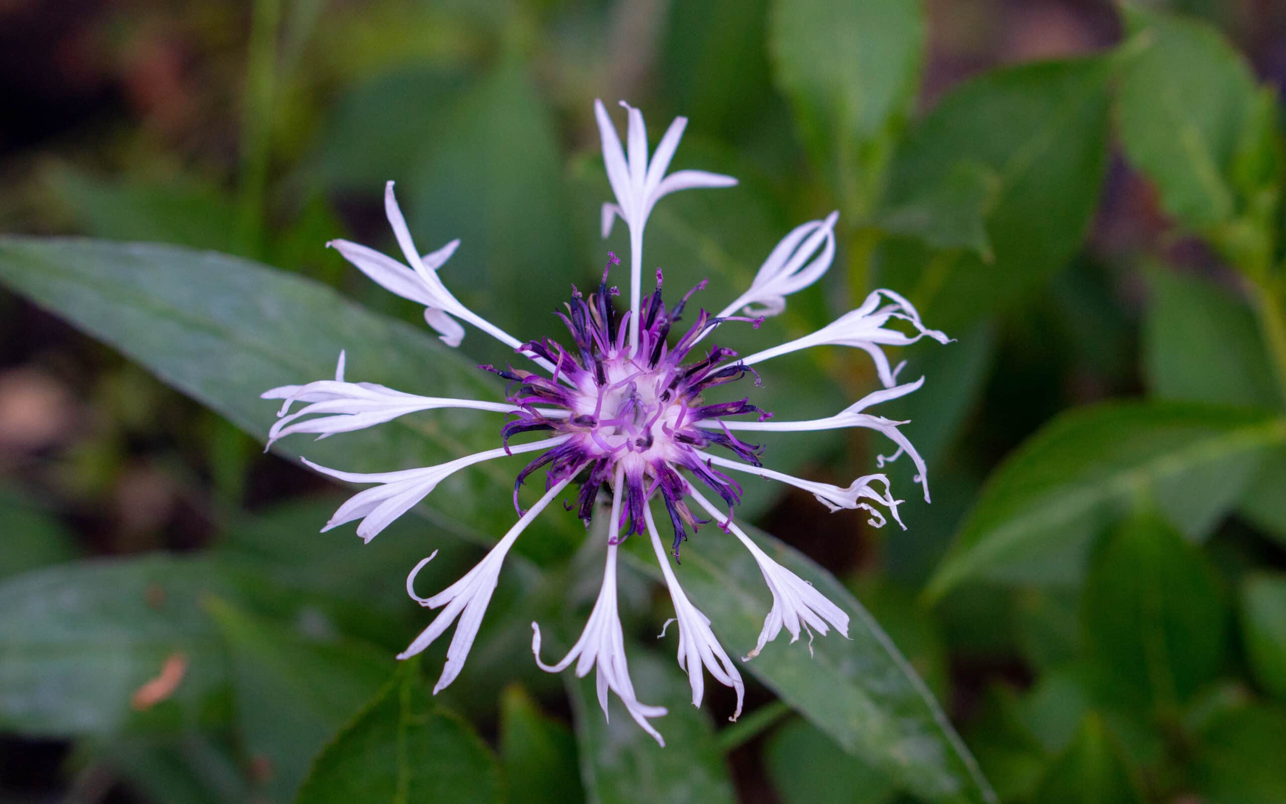 My-garden-this-month-May-2020-12