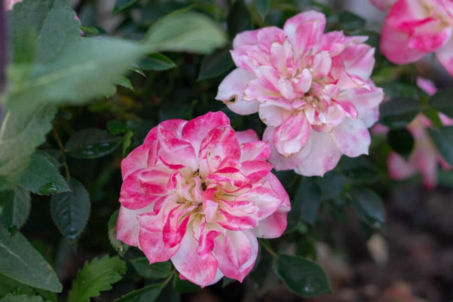 Two pink and white variegated roses in bloom surrounded by dark green leaves, with one flower in the foreground and another slightly behind it.