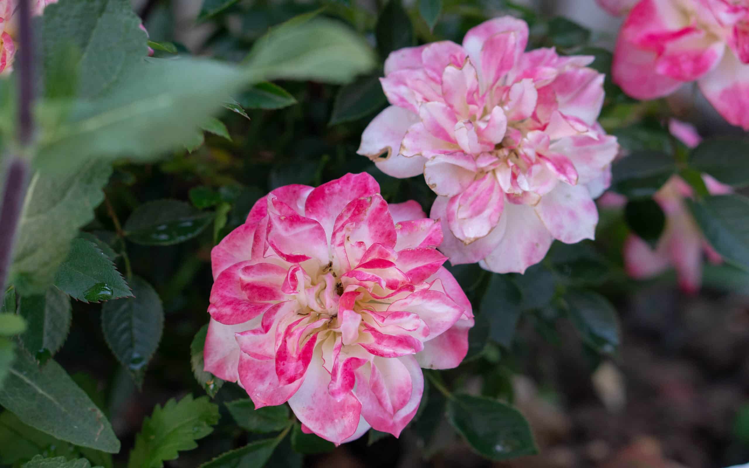 My-garden-this-month-May-2020-4
