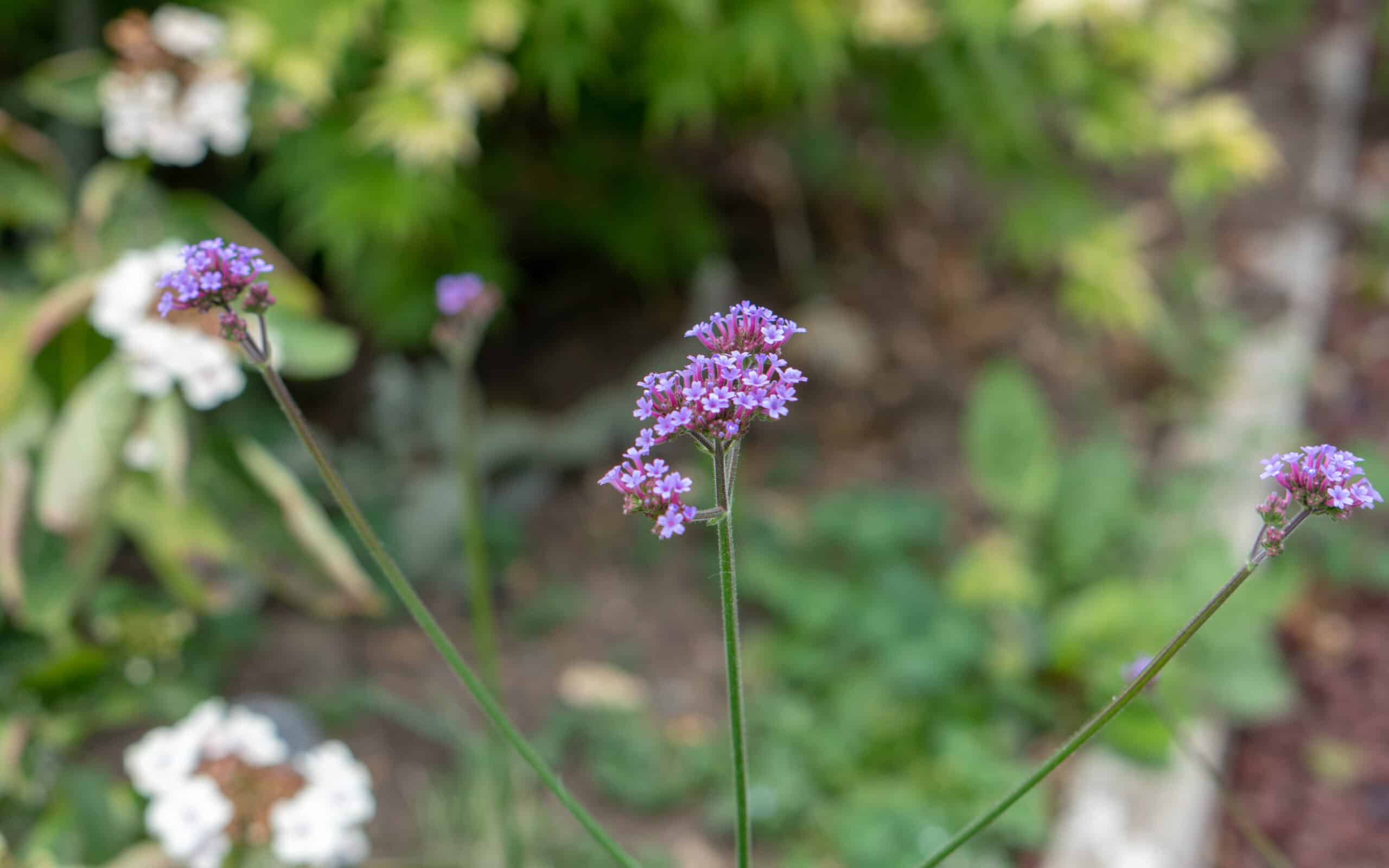 my-garden-this-month-july-18