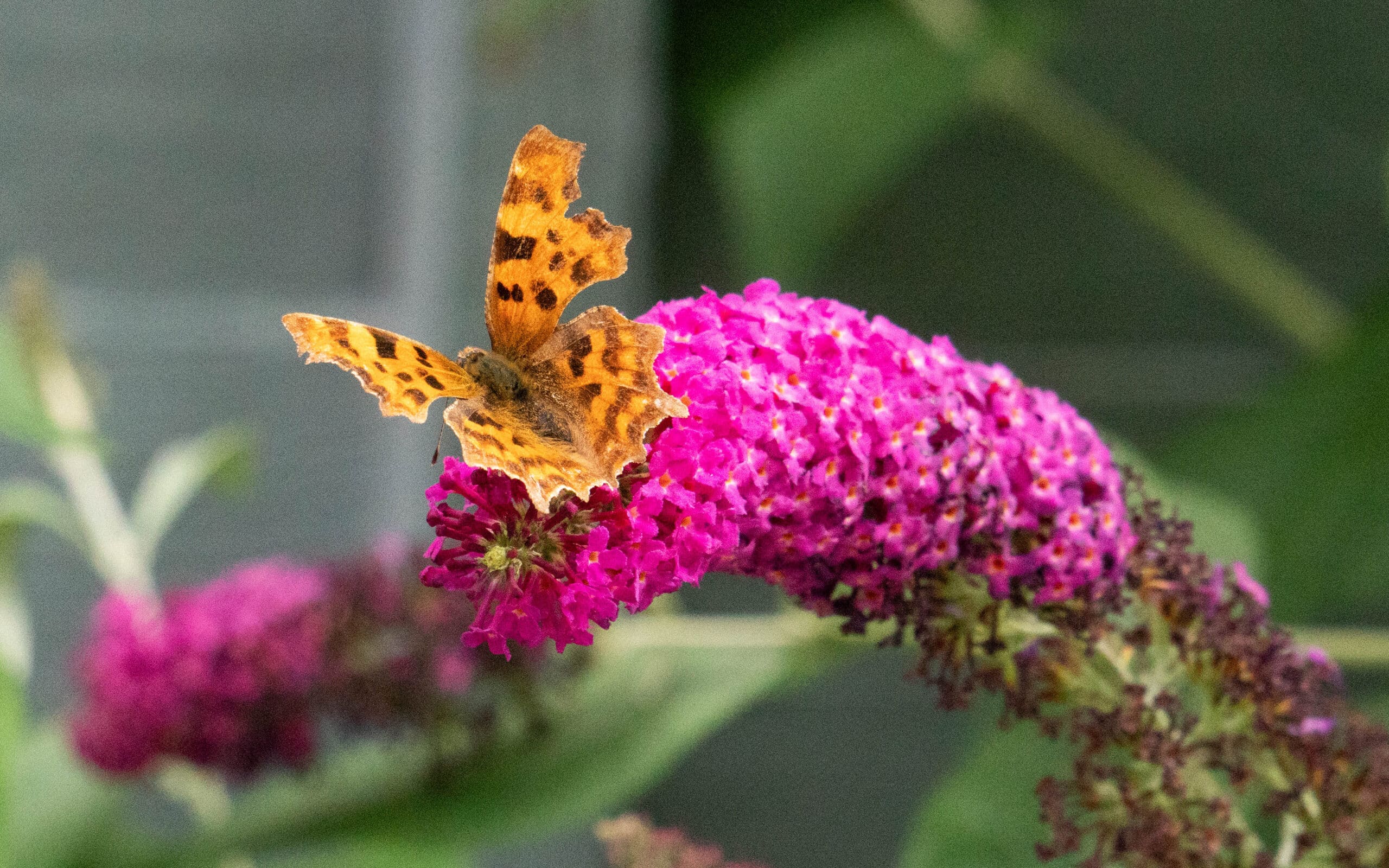 my-garden-this-month-july-21