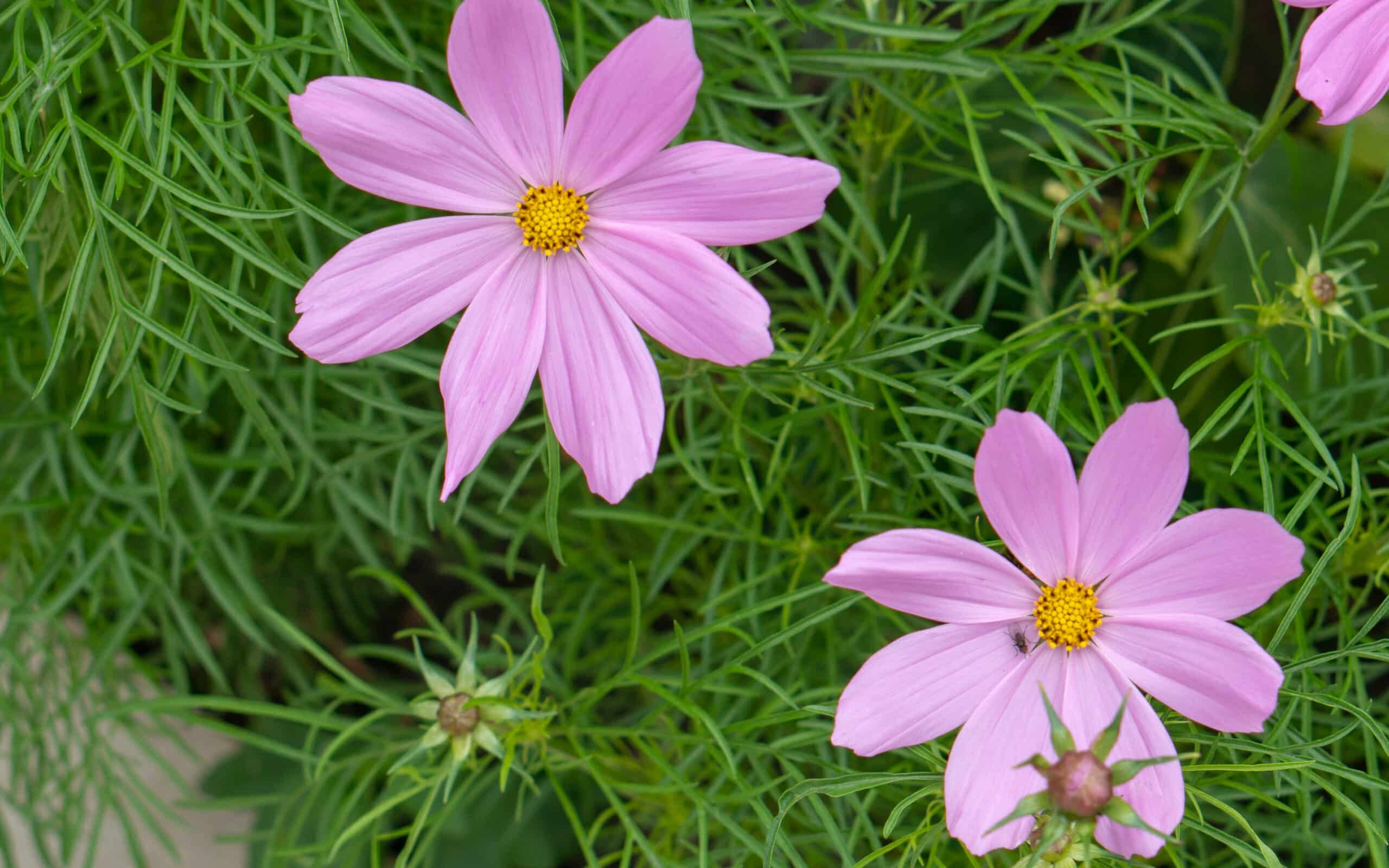 my-garden-this-month-july-6