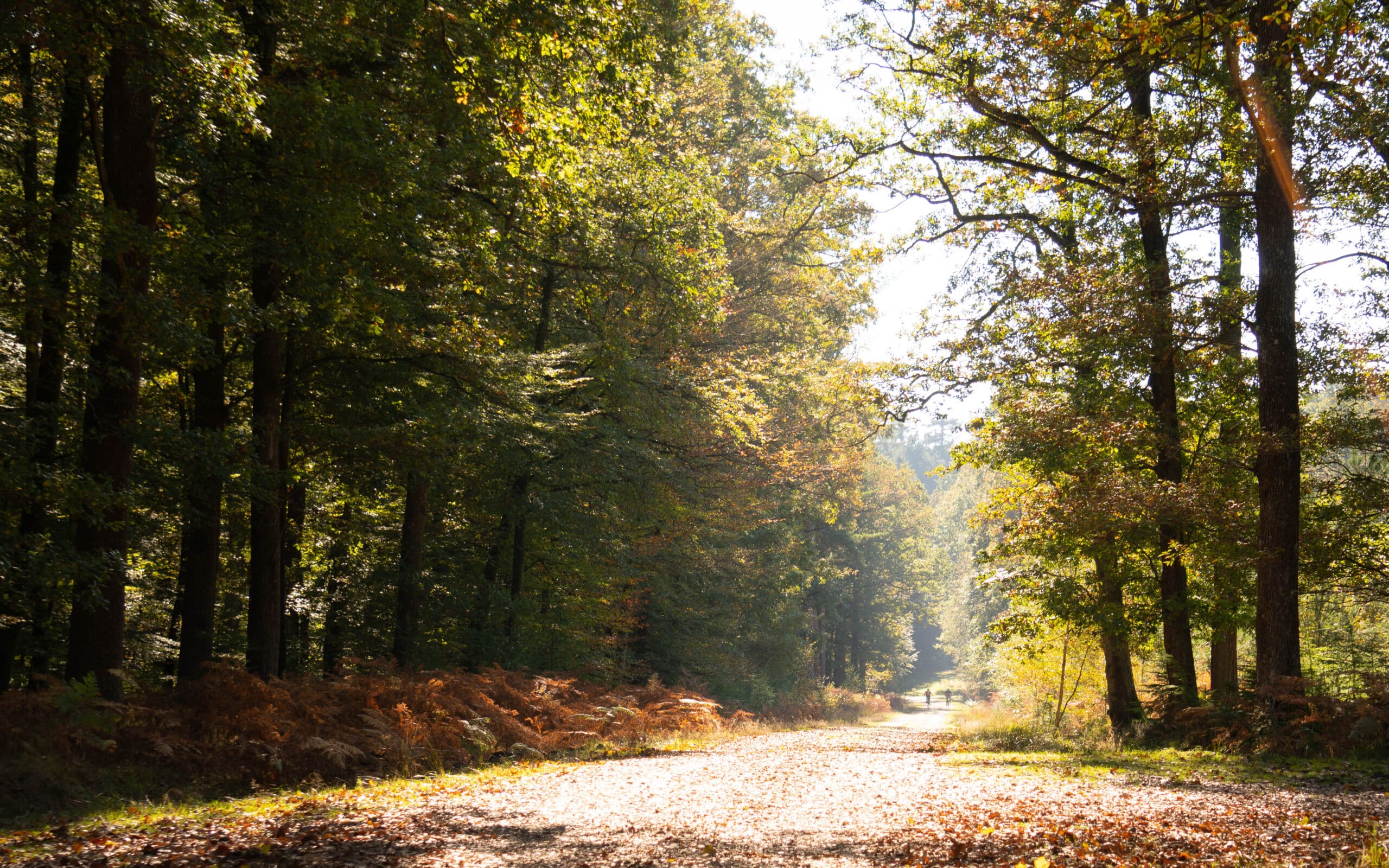 weekend-in-pictures-20-21-10-2018-the-new-forest-14