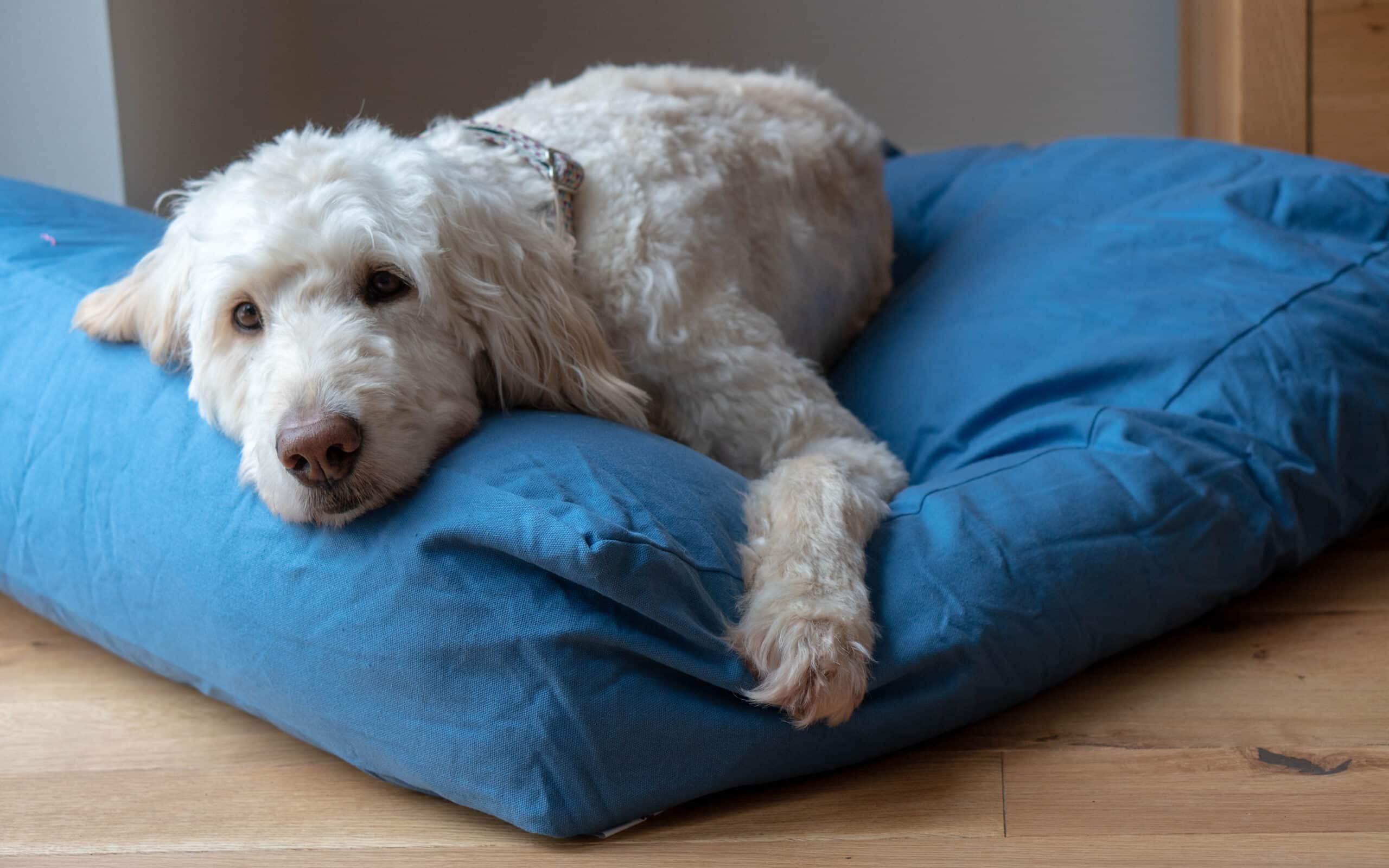 Lupos-nest-dog-bed-11